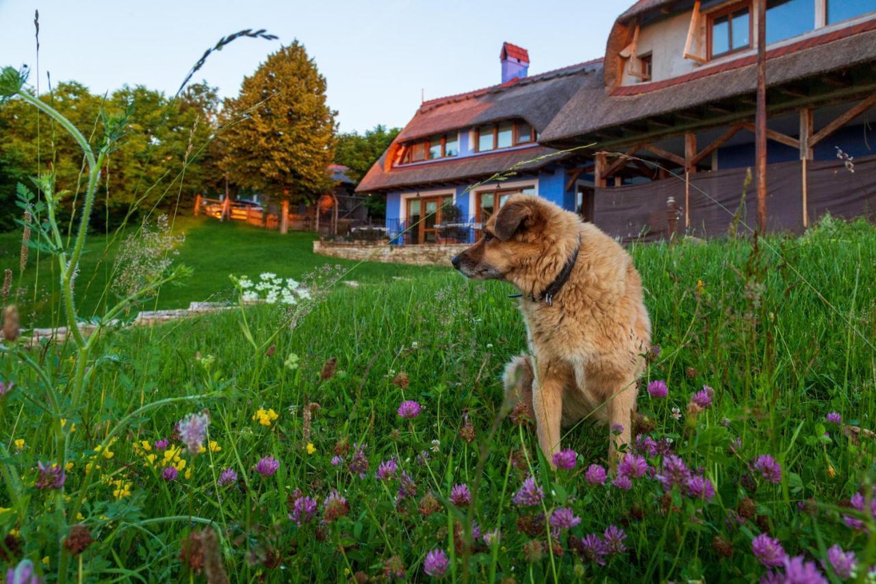 Casele Cu Stuf B&B Haus Ulrike Salicea Exterior photo